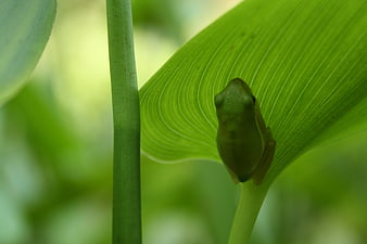Green Tree Frog Camouflaged on Large Leaf
