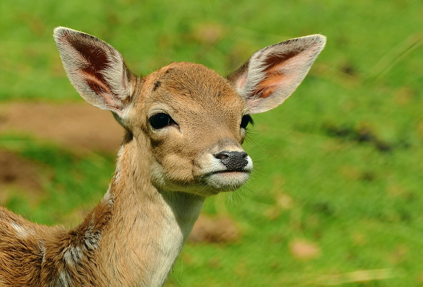 Close-up of a young deer in a green meadow