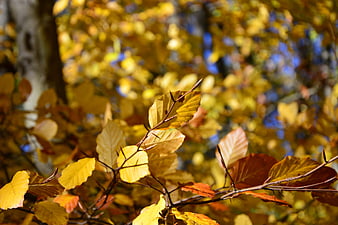 Golden Autumn Leaves On Branch Against Blurred Forest Background