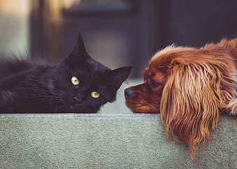 Black Cat and Brown Dog Resting Together on a Wall