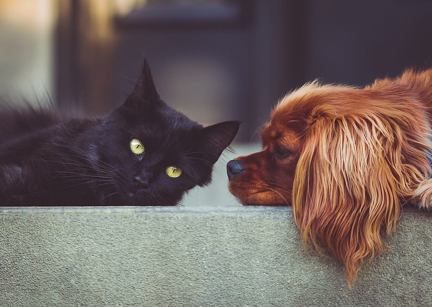 Black Cat and Brown Dog Resting Together on a Wall