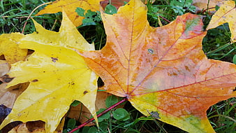 Wet yellow and orange maple leaves on green grass
