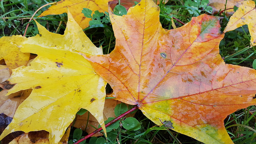 Wet yellow and orange maple leaves on green grass