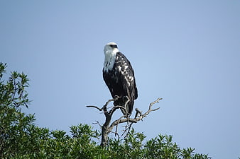 African Fish Eagle Perched on Tree Branch Against Blue Sky