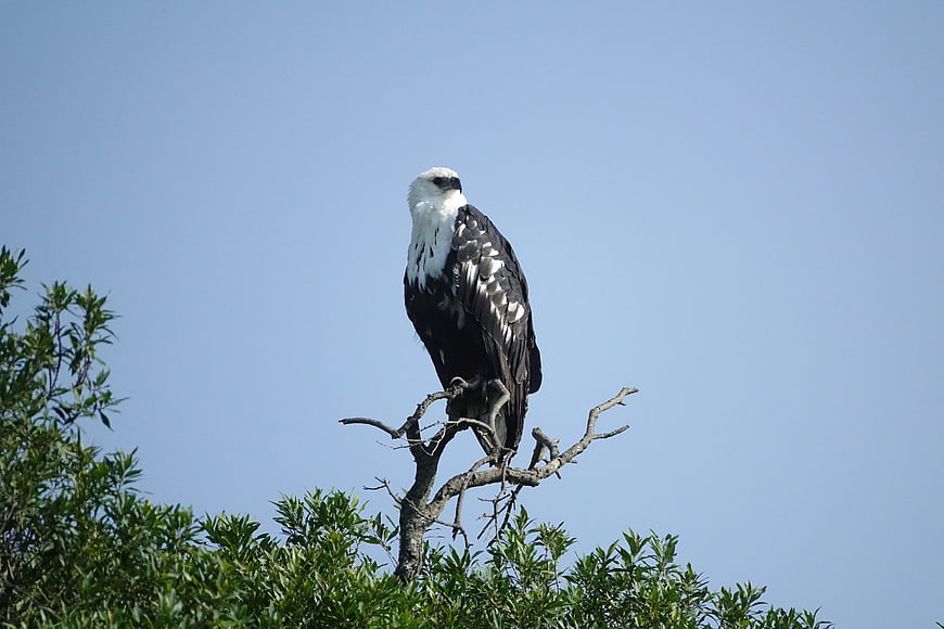 African Fish Eagle Perched on Tree Branch Against Blue Sky