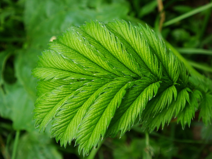 Close-up of vibrant green serrated leaf with detailed texture