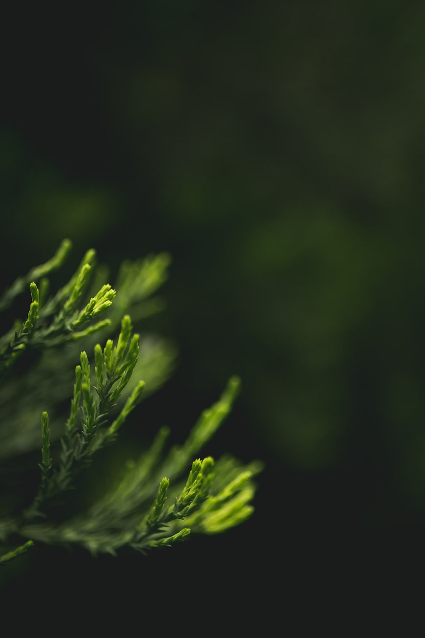 Close-up of green pine needles with dark bokeh background