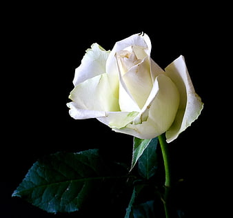 White Rose Isolated on Black Background