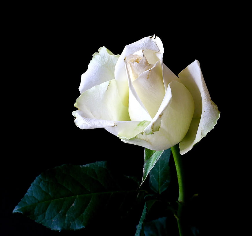 White Rose Isolated on Black Background