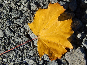Yellow maple leaf on gray gravel ground