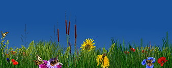 Colorful Summer Meadow with Butterflies and Bees