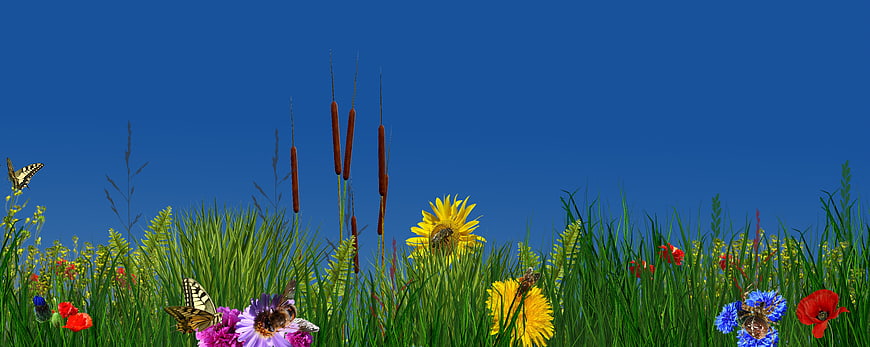 Colorful Summer Meadow with Butterflies and Bees