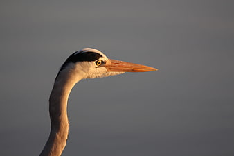 Close-up of Grey Heron Head in Profile