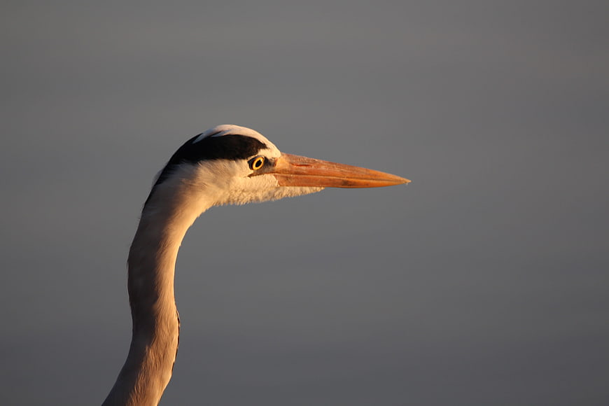 Close-up of Grey Heron Head in Profile