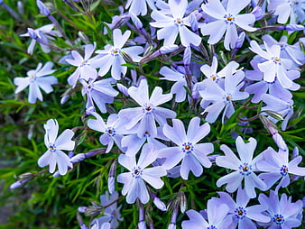 Close-up of delicate light purple phlox flowers in a garden