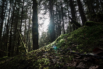 Sunlight streaming through mossy forest trees