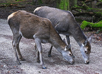 Two Red Deer Hinds Grazing on Forest Path