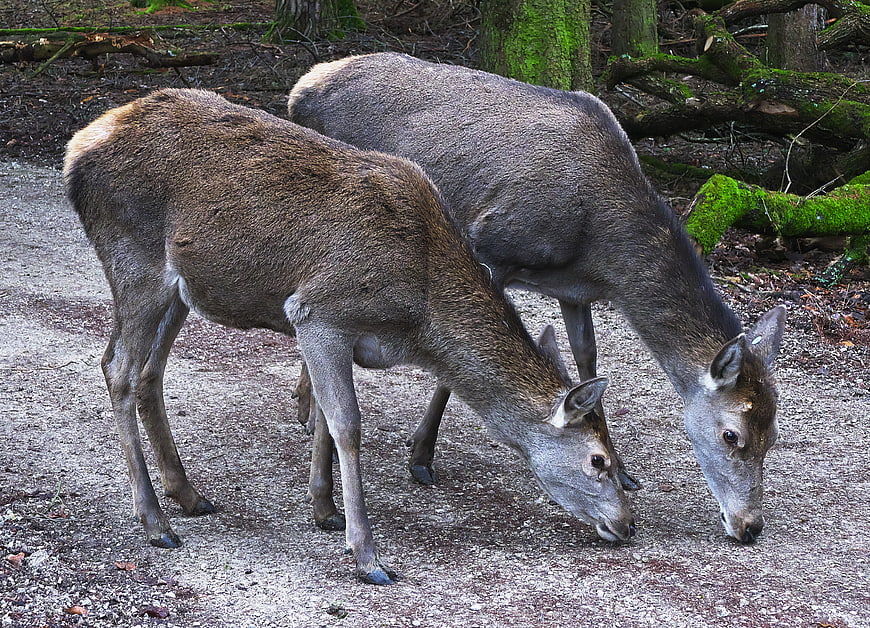 Two Red Deer Hinds Grazing on Forest Path