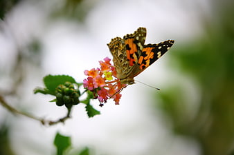 Painted Lady Butterfly on Pink Lantana Flower
