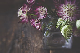 Rustic Purple Hellebore Flowers in Glass Vase on Wood