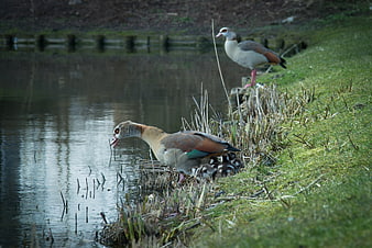 Egyptian Geese Family with Goslings by Lake