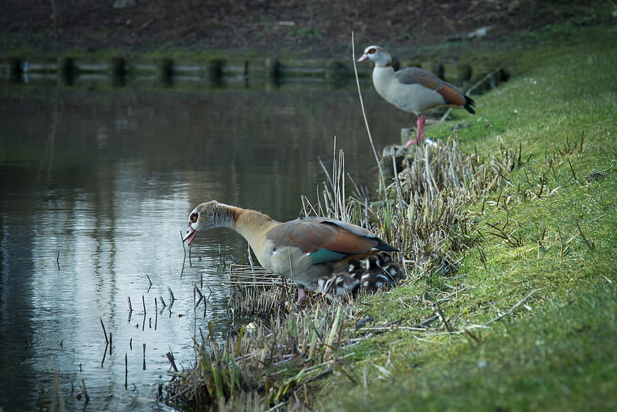 Egyptian Geese Family with Goslings by Lake