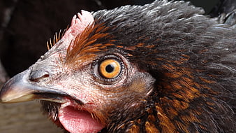 Close-up portrait of a chicken with open beak and yellow eye