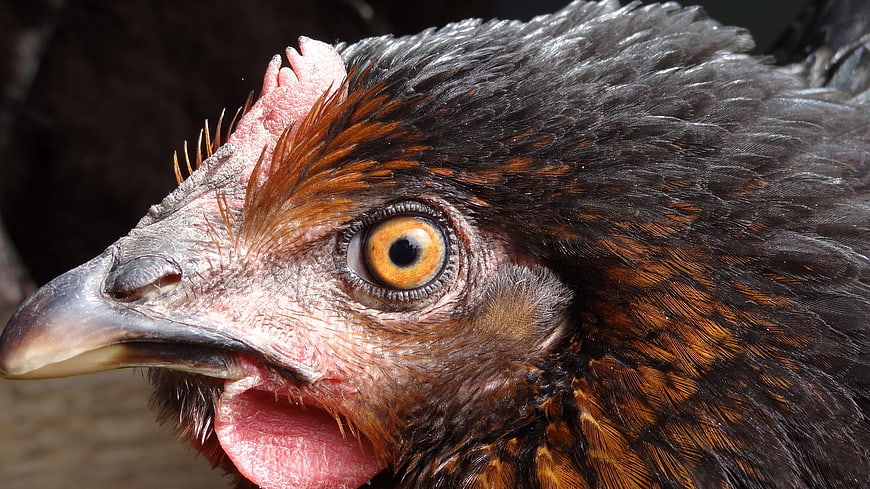 Close-up portrait of a chicken with open beak and yellow eye