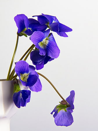 Vibrant Purple Violets in White Vase on White Background