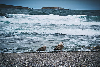 Two seagulls standing on a pebble beach with crashing waves