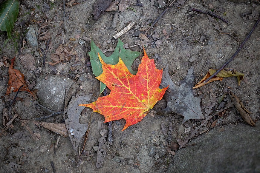 Vibrant Orange Maple Leaf on Forest Floor
