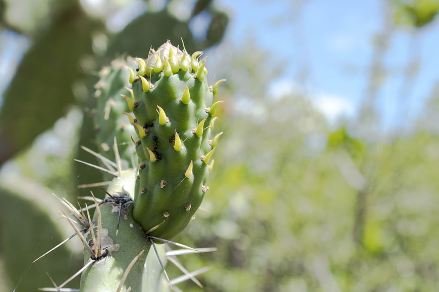 Close-up of green prickly pear cactus fruit with spines