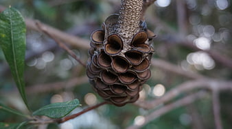 Close-up of textured pine cone on tree branch