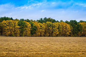 Golden autumn forest landscape with harvested field