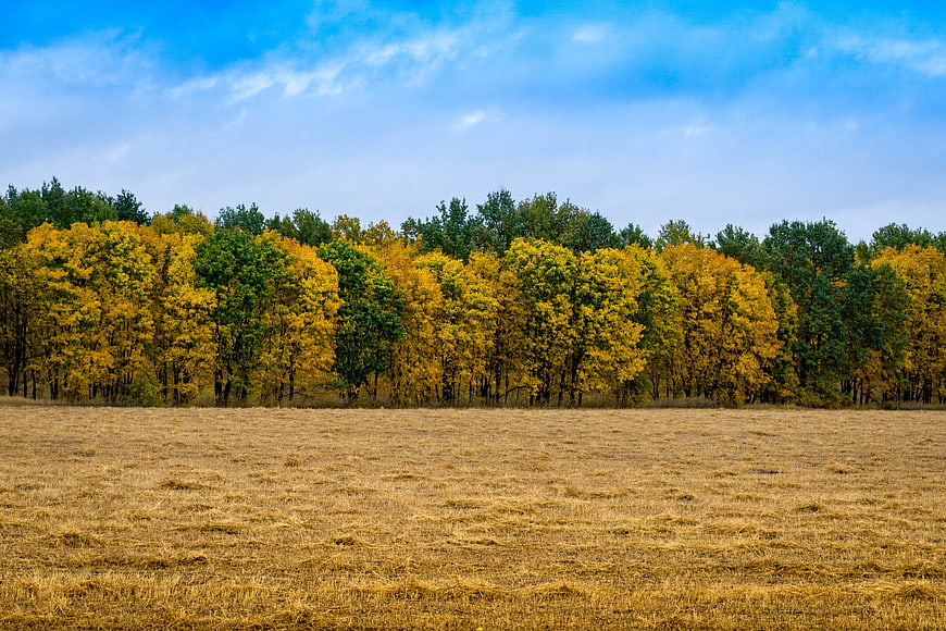 Golden autumn forest landscape with harvested field