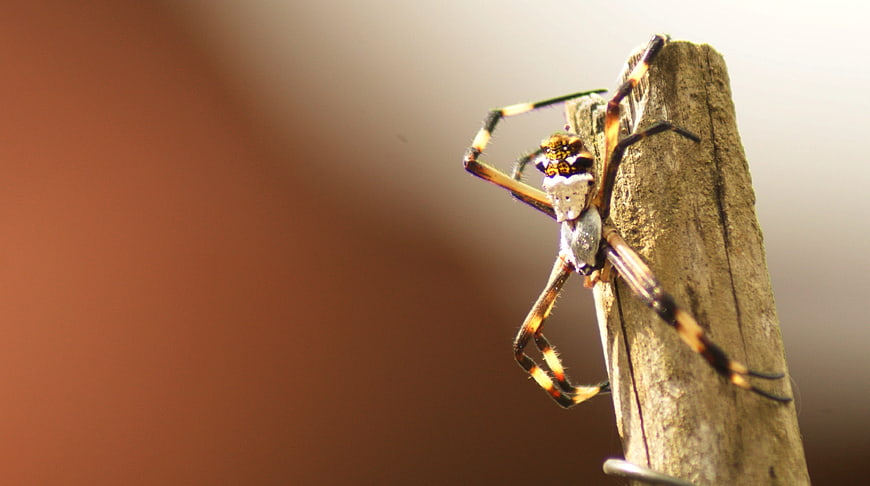 Close-up of a Banded Orb-weaver Spider on a Wooden Stick