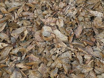 Texture of dry brown autumn leaves on forest floor