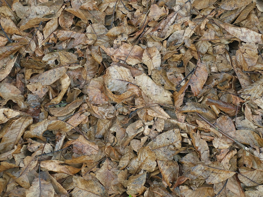 Texture of dry brown autumn leaves on forest floor