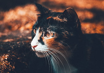 Close-up Portrait of Calico Cat in Warm Autumn Light