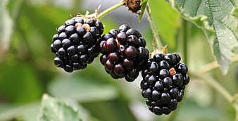 Ripe Blackberries Hanging on Bush with Green Leaves
