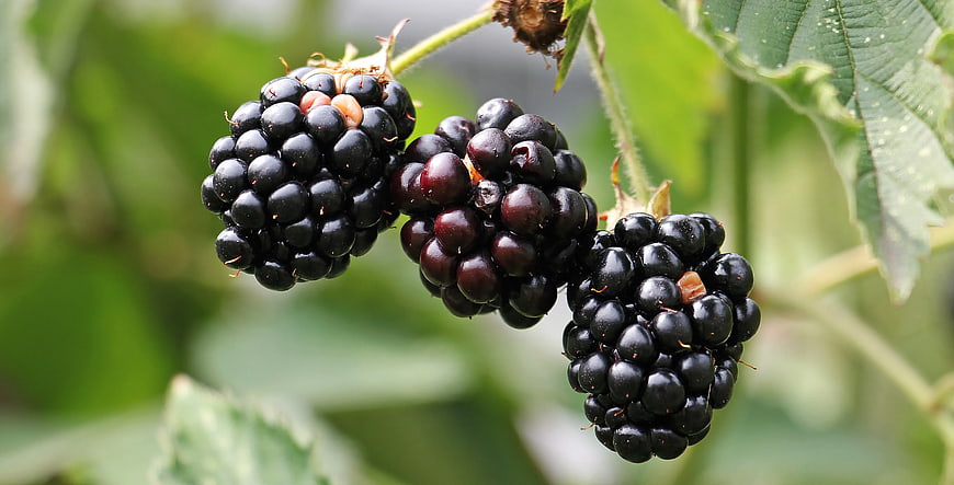 Ripe Blackberries Hanging on Bush with Green Leaves