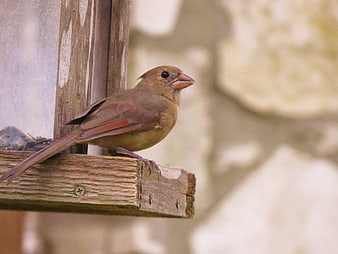 Female Northern Cardinal perched on wooden bird feeder