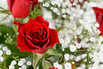 Close-up of vibrant red rose with baby's breath flowers
