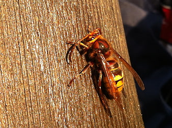 Close-up of a large hornet resting on a weathered wooden pole