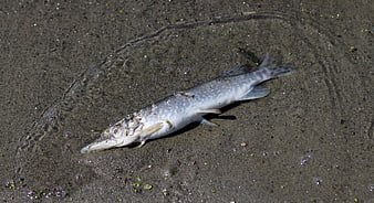 Dead fish lying on wet sandy beach surface