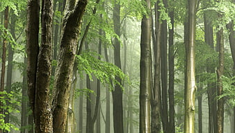Misty Green Forest with Tall Tree Trunks and Fog