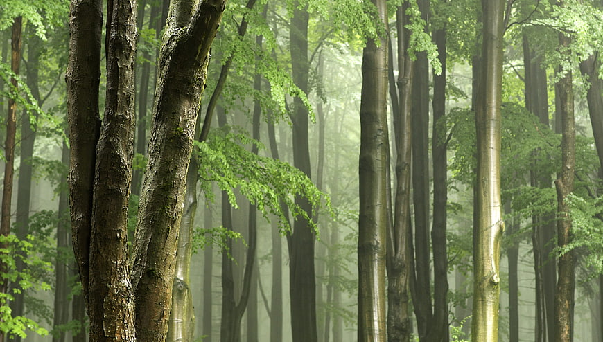 Misty Green Forest with Tall Tree Trunks and Fog