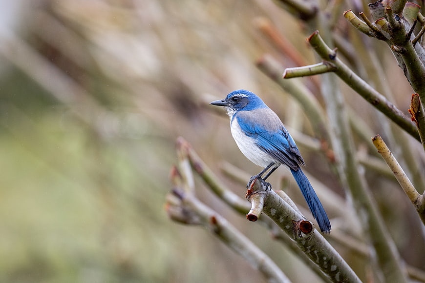 Blue Jay perched on a branch in nature