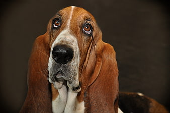 Close-up portrait of a Basset Hound with soulful eyes
