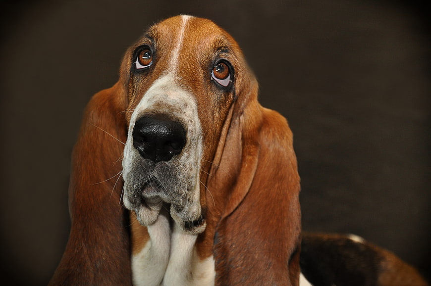 Close-up portrait of a Basset Hound with soulful eyes